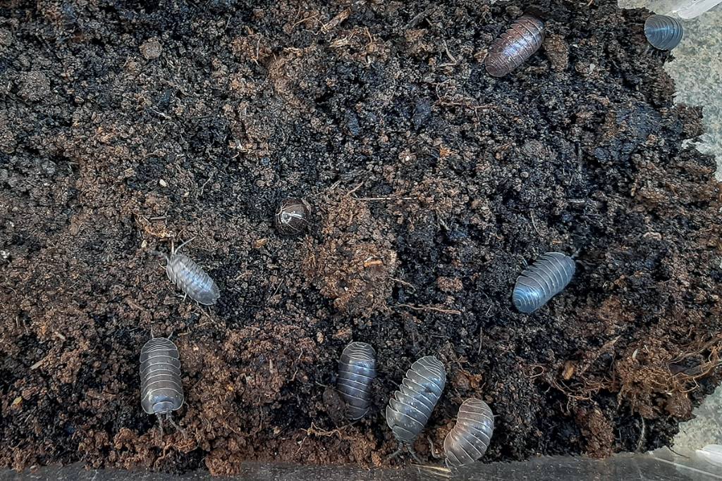 Armadillidiidae - Armadillidium sp.